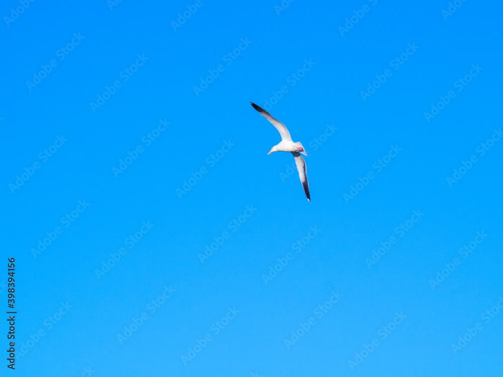 Gaviota en vuelo sobre cielo azul Gaviota en vuelo sobre cielo azul