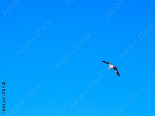 Gaviota en vuelo sobre cielo azul