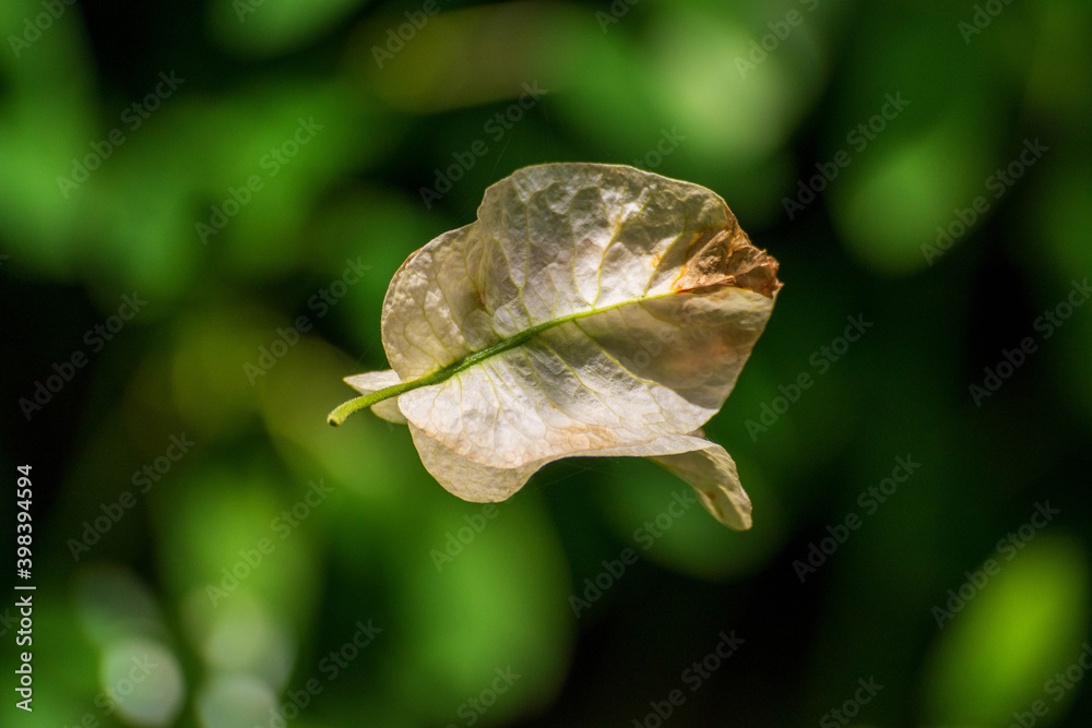 Fototapeta premium Bougainvillea Petal Hanging in Spider Web Thread