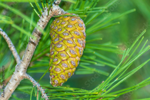 Selective focus shot of pinus pinea tree with cone photo