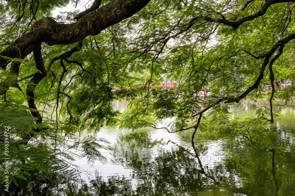 Fototapeta premium Beautiful tree branches over the Hoan Kiem lake in Hanoi, Vietnam