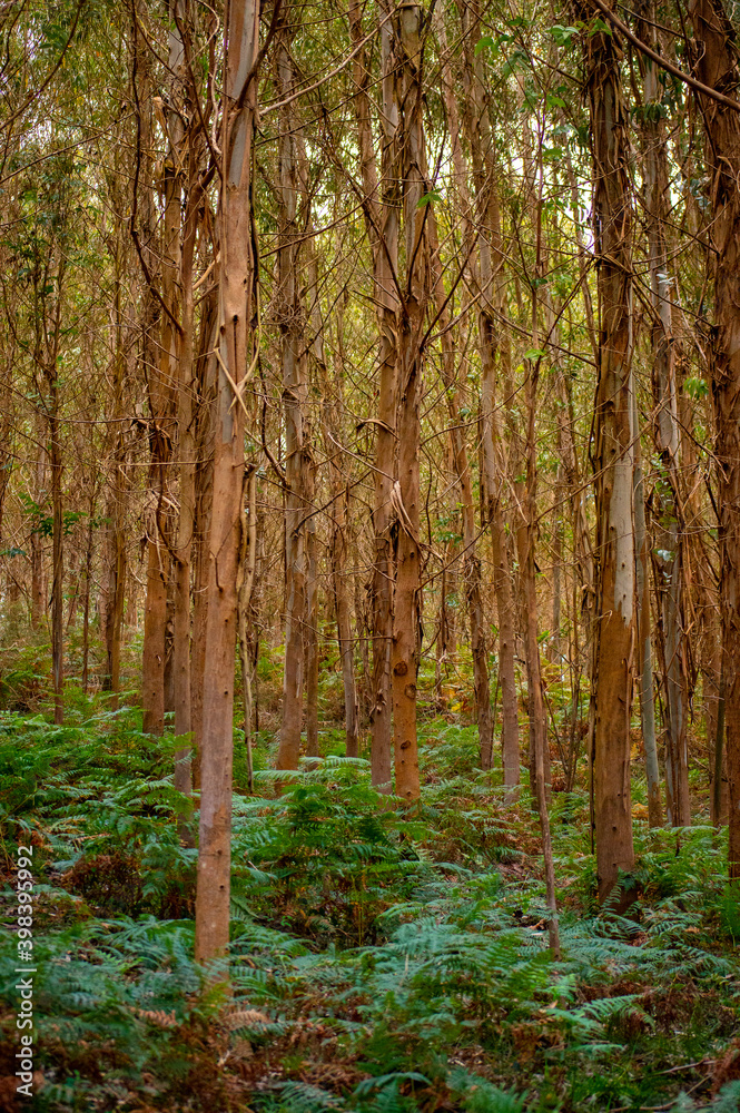 Fototapeta premium Landscape inside an eucalyptus forest from Cantabria, Spain