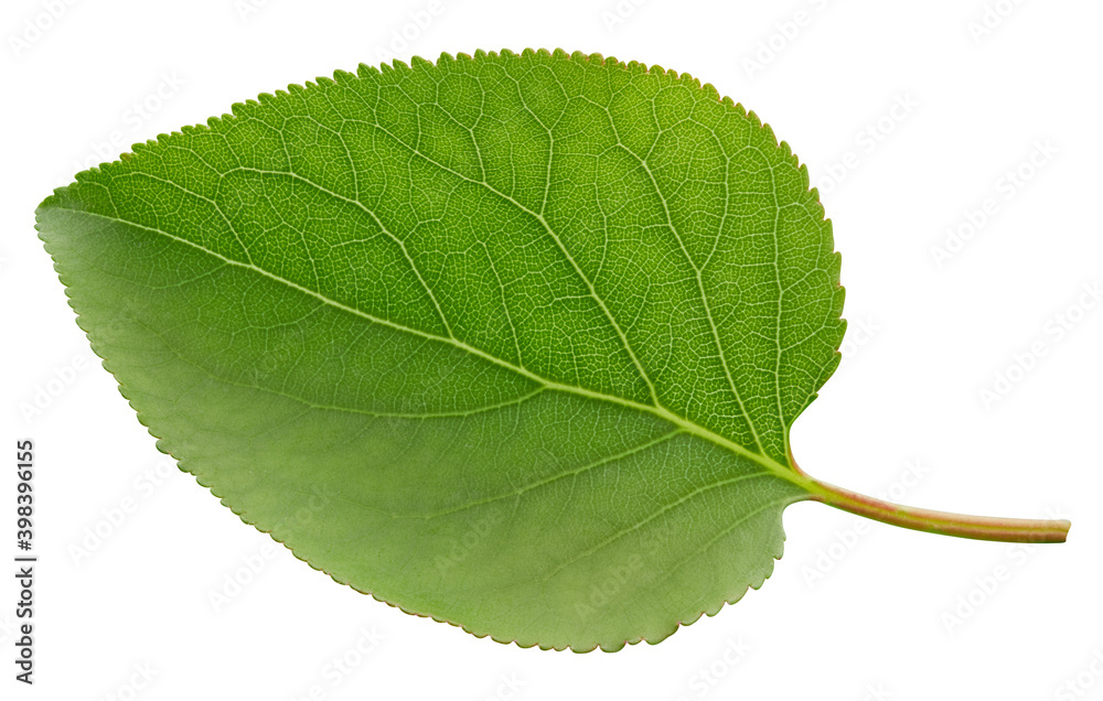 Obraz premium Apricot leaf isolated on a white background