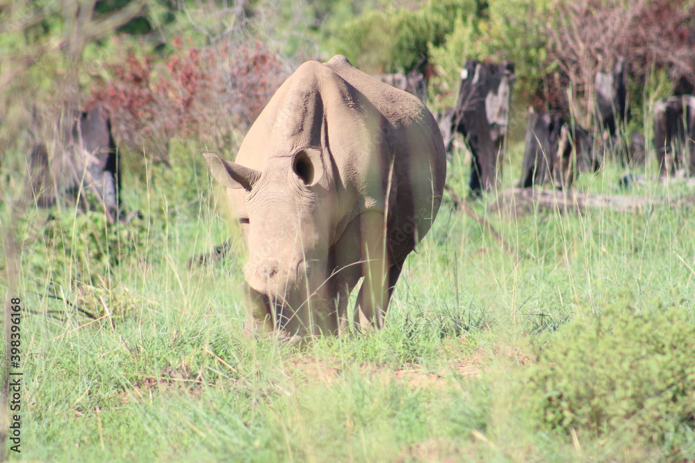 Obraz premium Photos taken in Pilanesberg national park, South Africa