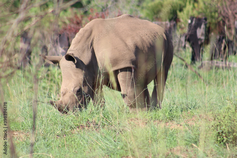 Obraz premium Photos taken in Pilanesberg national park, South Africa