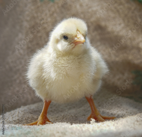 Yellow newborn chick 