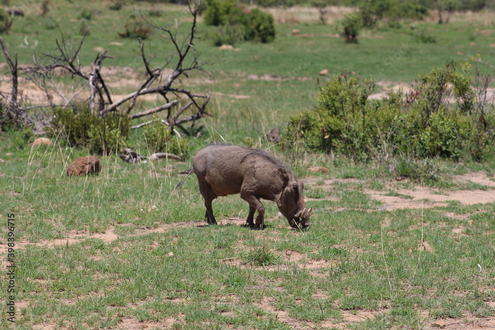 Photos taken in Pilanesberg national park, South Africa. Photos taken in Pilanesberg national park, South Africa.