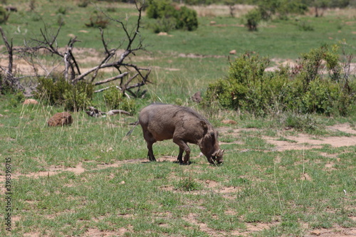 Photos taken in Pilanesberg national park, South Africa. © Sethumaathavan