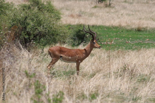 Photos taken in Pilanesberg national park  South Africa.