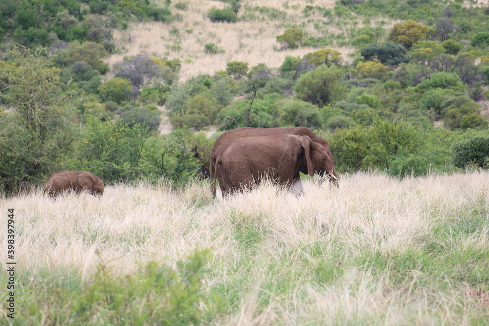 Photos taken in Pilanesberg national park, South Africa