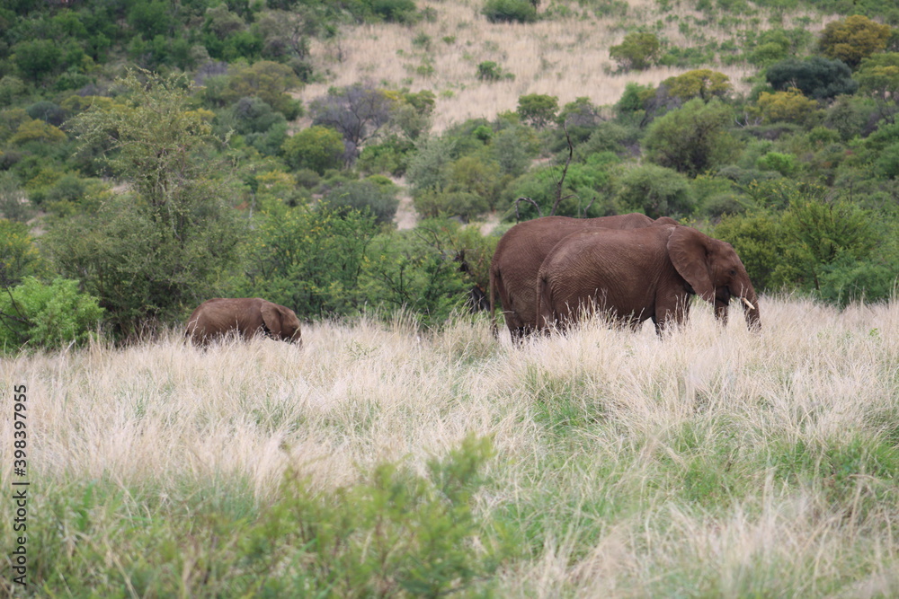 Photos taken in Pilanesberg national park, South Africa
