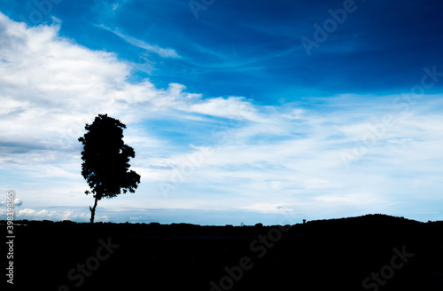 the tree in black color on the blue sky with cloud background