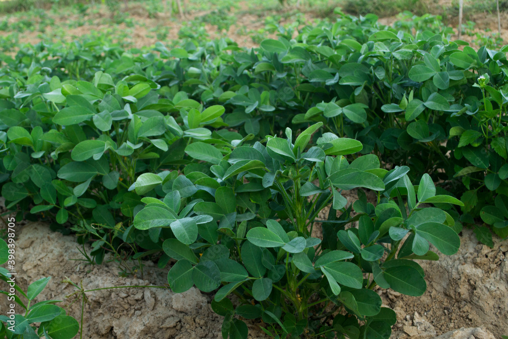 Peanuts grow from the ground with lush foliage. Peanuts grow from the ground with lush foliage.