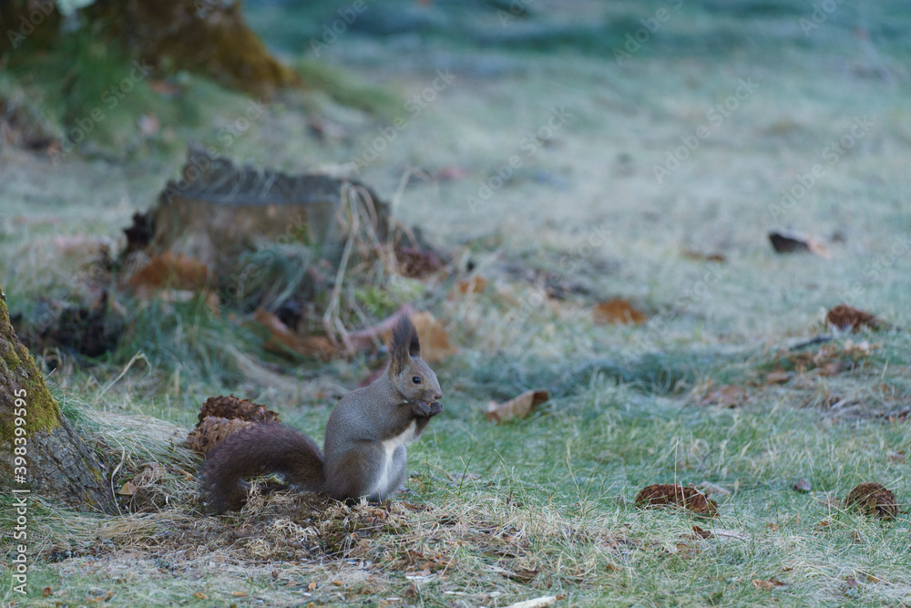 squirrel eating berries on the grass field in Hokkaido Japan