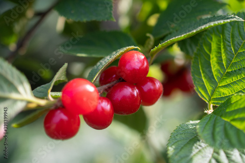 Clusters of cherries on a cherry tree close-up, soft focus: happy harvest, berries in the garden, farm background