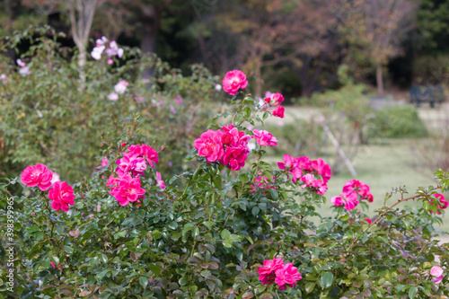 秋の薔薇の花 Pink rose flower that blooms in autumn. 