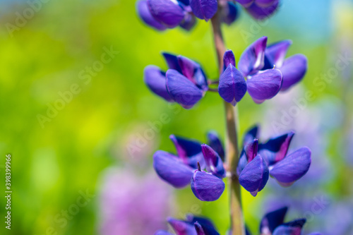 Field of purple lupins on a bright summer day  blooming in the wild  summer colors  flowers  blurred background  selective focus close-up