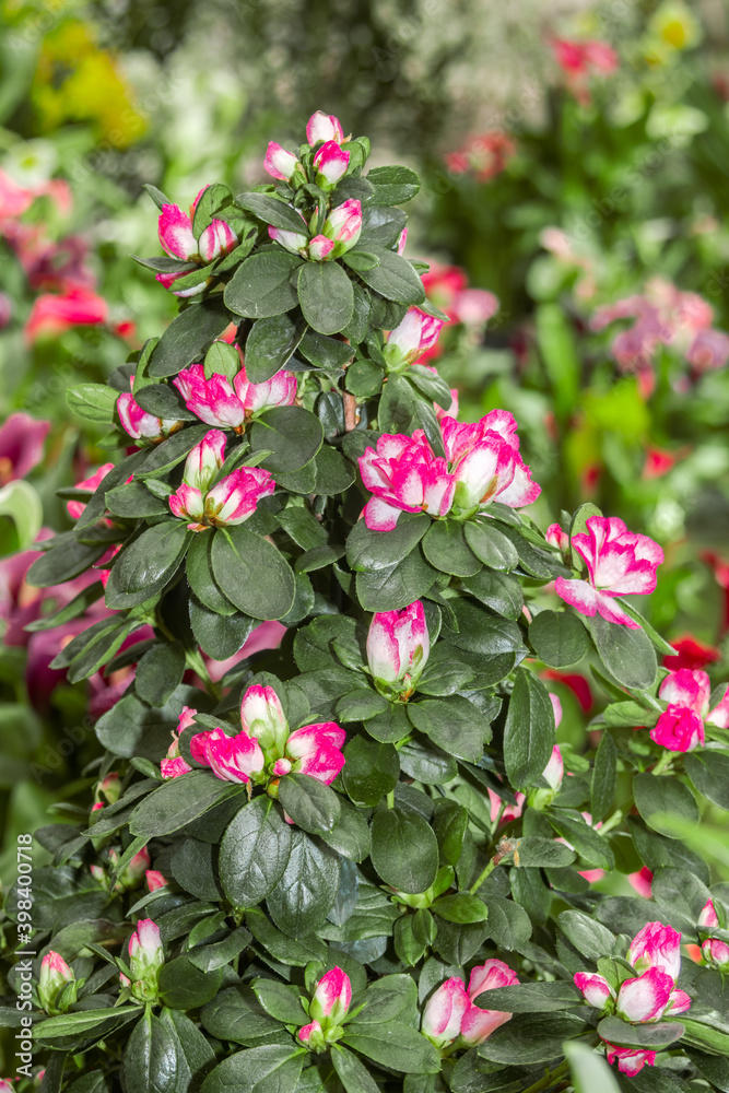 Indian Azalea (Rhododendron simsii) in greenhouse Indian Azalea (Rhododendron simsii) in greenhouse