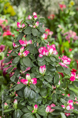 Indian Azalea (Rhododendron simsii) in greenhouse