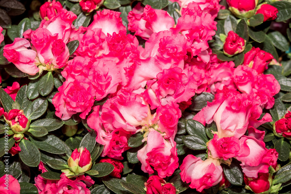 Indian Azalea (Rhododendron simsii) in greenhouse Indian Azalea (Rhododendron simsii) in greenhouse