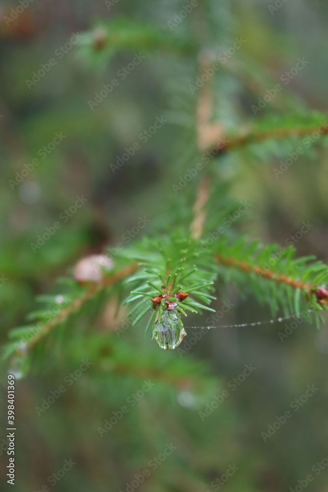 Pine tree branches with rain drops. Nature background on selective focus Pine tree branches with rain drops. Nature background on selective focus