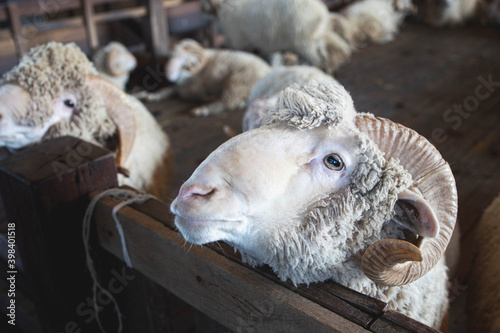 Feeding merino sheep by the wooden fence