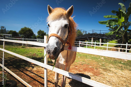 Feeding white hose eating fresh grass in wooden fence