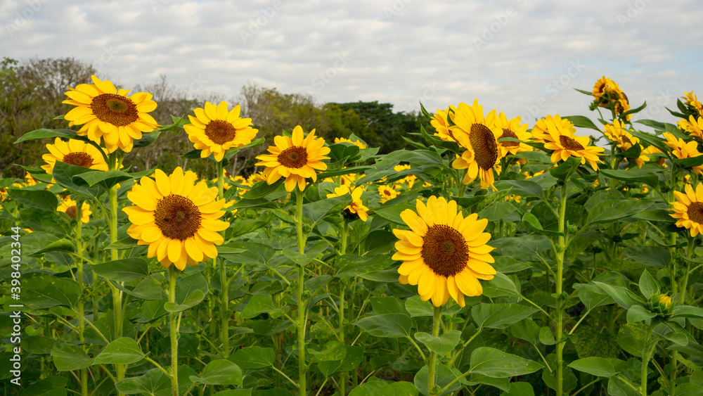Fototapeta premium Field of sunflower plant, yellow petals bloom on green leaves in garden