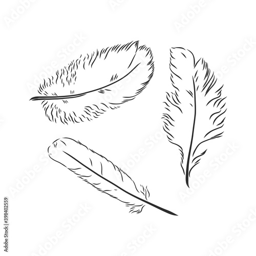 hand drawn feathers on white background. the feather of a bird sketch vector illustration