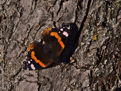 Close-up view of beautiful butterfly red admiral (vanessa atalanta) with black wings, red bands and white spots sitting on bark of tree in the morning sun in autumn in the Swabian Alb mountains.