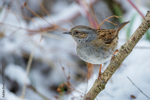 Heckenbraunelle (Prunella modularis) photo