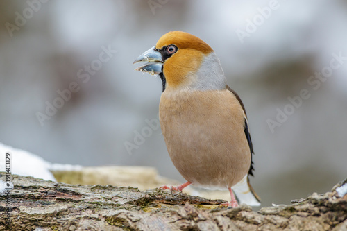 Kernbeißer (Coccothraustes coccothraustes)