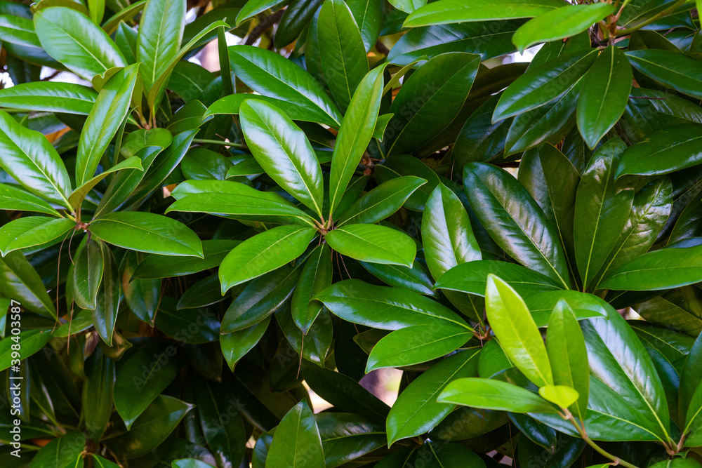 Fototapeta premium Magnolia green leaves in the garden. Leaves background