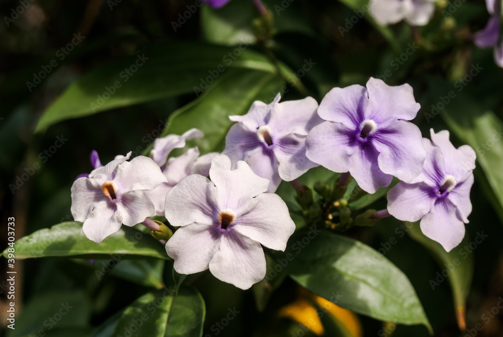 Yesterday-today-and-tomorrow (Brunfelsia pauciflora) in park, Nicaragua