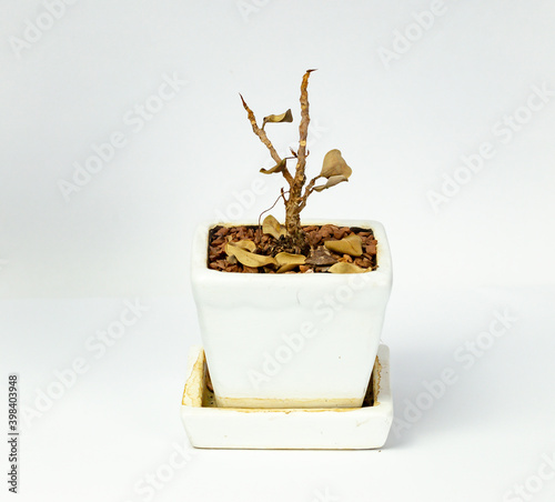 Close up photo taken concept The small withered and dead plants in white pots isolated on white background. Plant on the  pots.