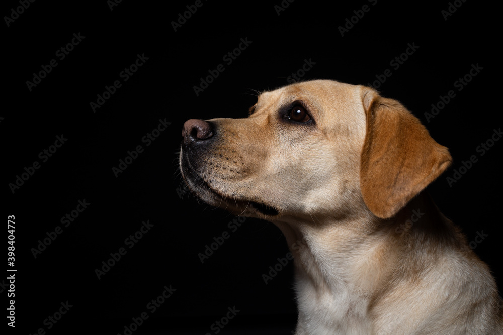 Portrait of a Labrador Retriever dog on an isolated black background. Portrait of a Labrador Retriever dog on an isolated black background.