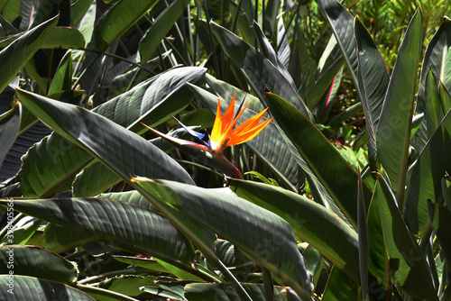 a single Bird of Paradise flower in bright sunshine surrounded by a field of leaves