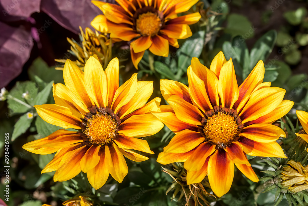 Treasure Flower (Gazania hybrida) in garden Treasure Flower (Gazania hybrida) in garden