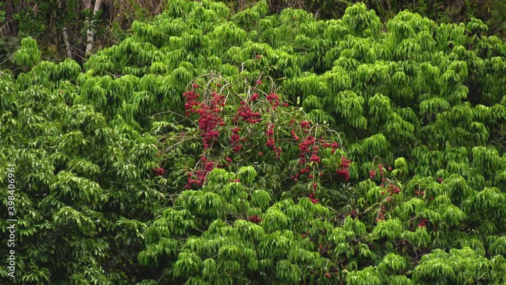 Letchis de l'île de La Réunion dans une plantation sur un arbre fruitier dans un climat tropical montre une culture de leetchis sur un arbre vert le fruit rouge avec du vent dans l'arbre