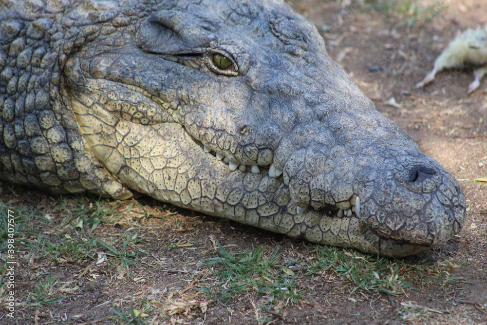 Photos taken in Croc City Crocodile & Reptile Park, Chartwell, South Africa. Photos taken in Croc City Crocodile & Reptile Park, Chartwell, South Africa.