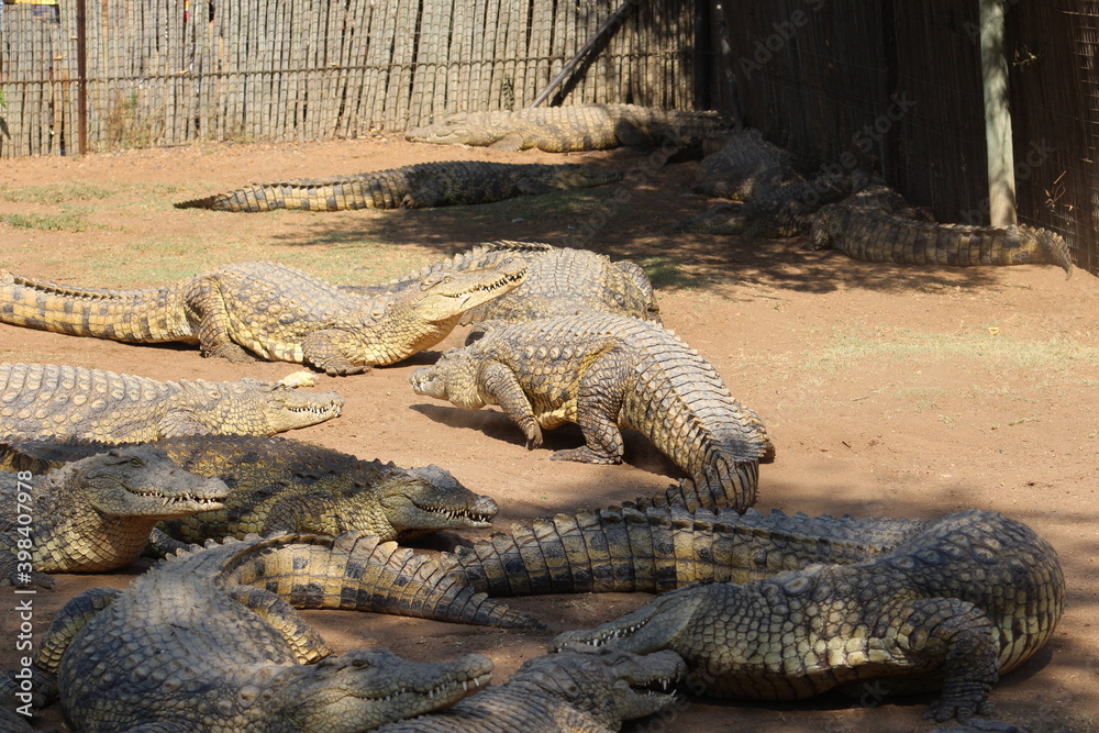 Obraz premium Photos taken in Croc City Crocodile & Reptile Park, Chartwell, South Africa.