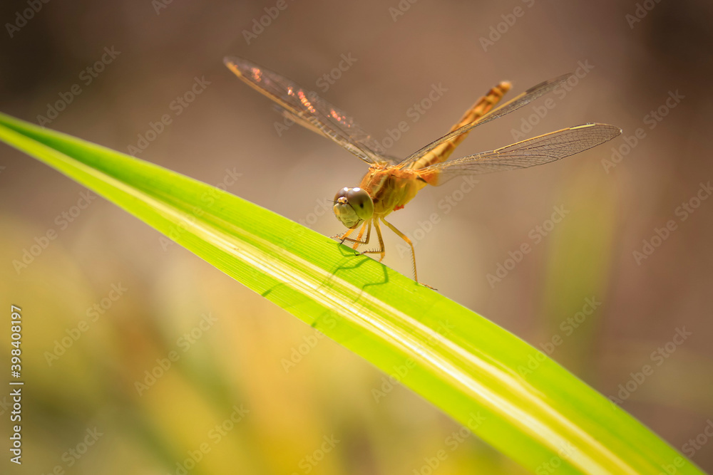 Close up of yellow dragonfly on green leaf, background blur. Close up of yellow dragonfly on green leaf, background blur.