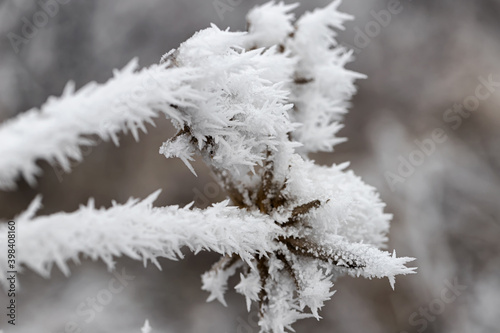 Long ice crystals on frozen tree branches