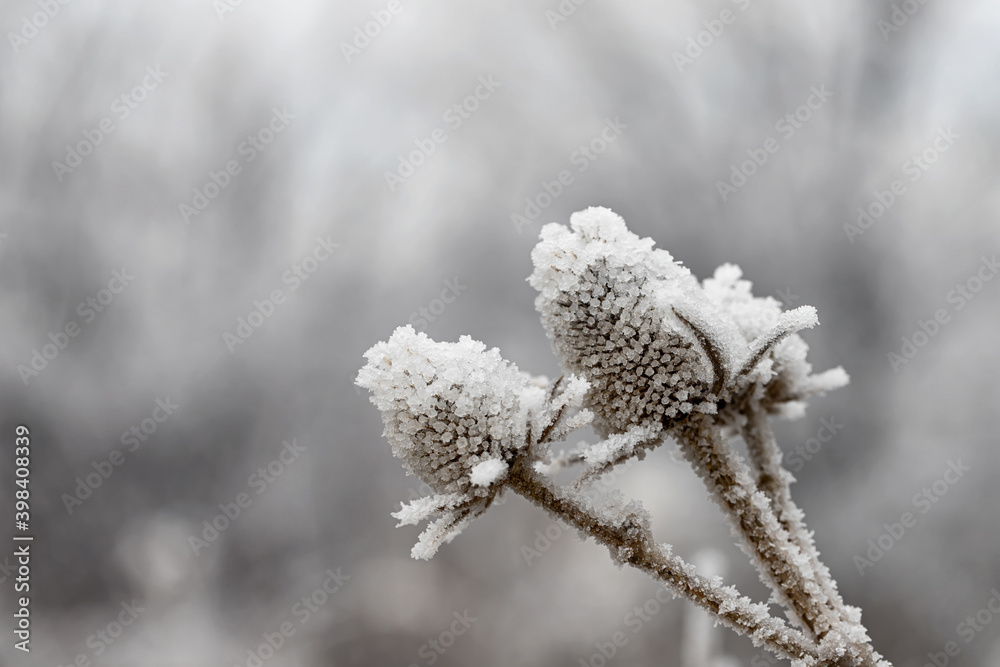 A dried Thistle flower covered in ice crystals A dried Thistle flower covered in ice crystals