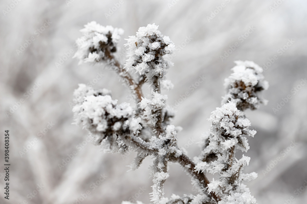 A sharp cold snap covered the meadow with still green grass A sharp cold snap covered the meadow with still green grass