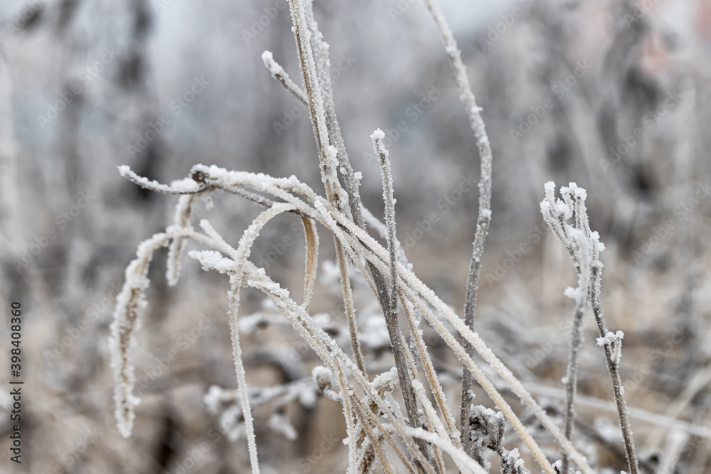 A sharp cold snap covered the meadow with still green grass A sharp cold snap covered the meadow with still green grass