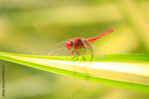 Close up of red dragonfly on green leaf, blurred background. © MRSUTIN