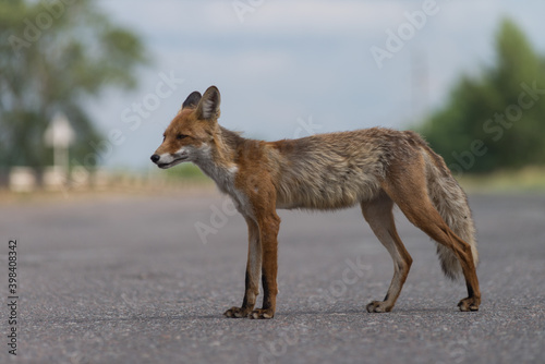 Wild fox in Chernobyl exclusion zone © Ihor