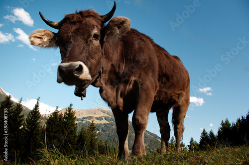 Fototapeta Naklejka Na Ścianę i Meble -  Kuh in den Alpen 