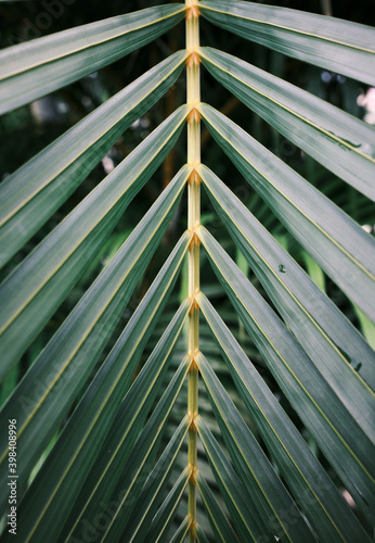 Palm tree green leaves in pattern